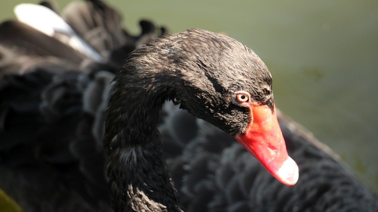 Птенцы родились у черных лебедей из Московского зоопарка