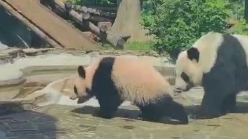 «Праздничные»: Московский зоопарк показал гуляющих на улице Катюшу и Диндин