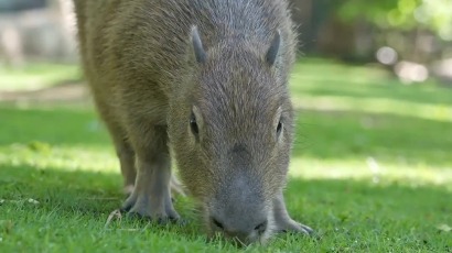 «Немного спокойствия»: Московский зоопарк показал «солнечную» капибару в грозу