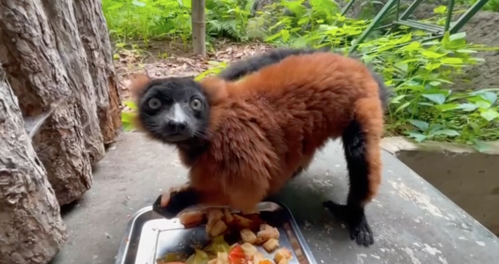«Утренний АСМР»: Московский зоопарк показал завтрак красного вари по имени Батон