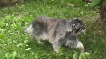 «Почти рысцой»: Московский зоопарк показал бегающего на улице манула Тимошу