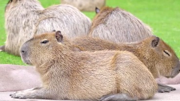 «Лишний раз шевелиться не хочется»: Московский зоопарк показал отдыхающих капибар