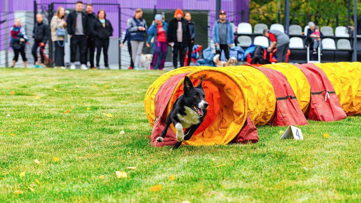 В парке «Яуза» 16 июня пройдет Кубок столицы по аджилити