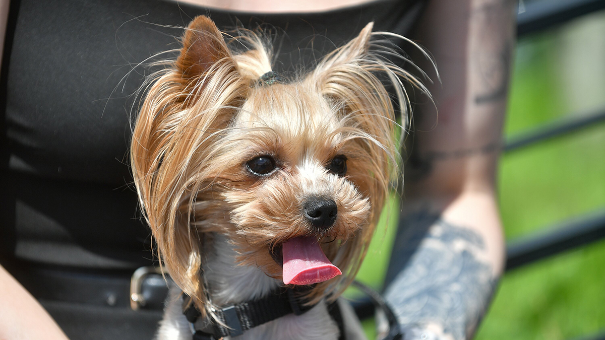 Синоптик Позднякова: Жара в Москве сравнима с рекордным летом 2010 года