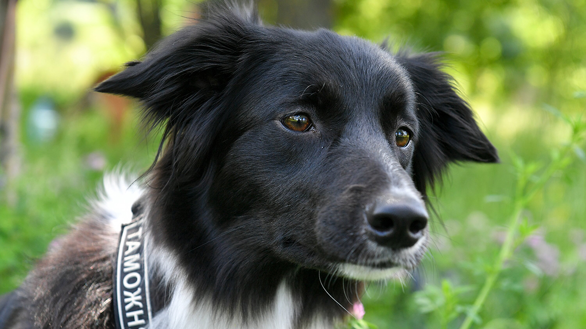 Совершившую подвиг на СВО собаку Победу номинировали на международную премию