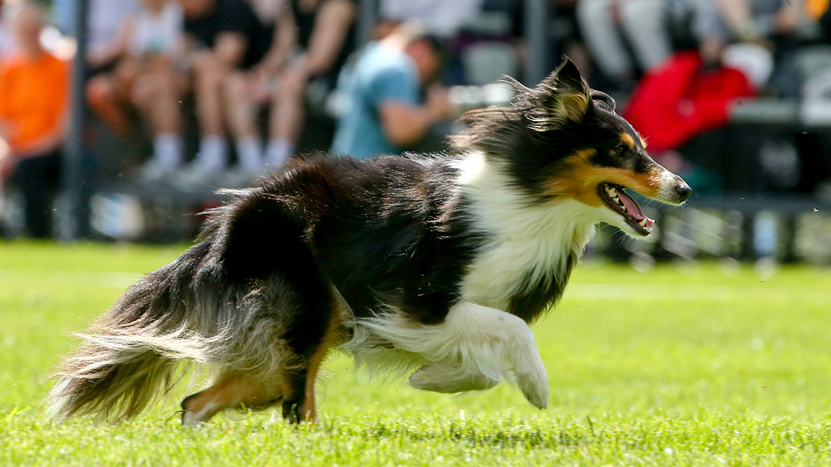 Кинолог Голубев рассказал, как успокоить перевозбужденную собаку