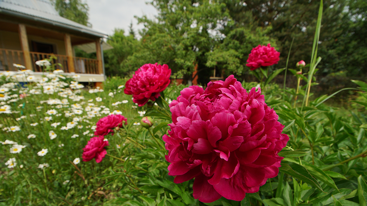 Юристы рассказали о штрафах, которые могут получить дачники в 2024 году