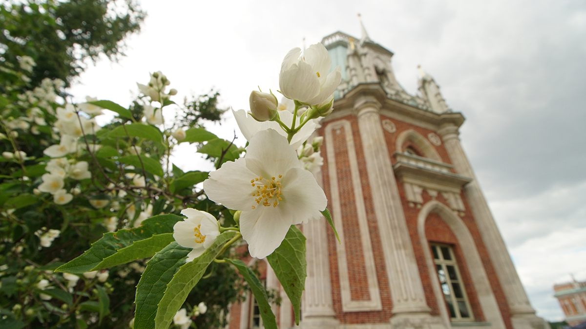 В «Царицыно» откроется выставка к 250-летию основания усадьбы