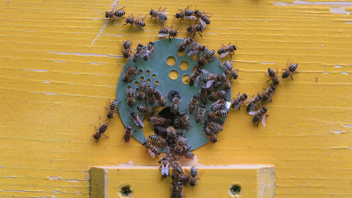 Ирландский пчеловод погибла после нападения роя собственных пчел