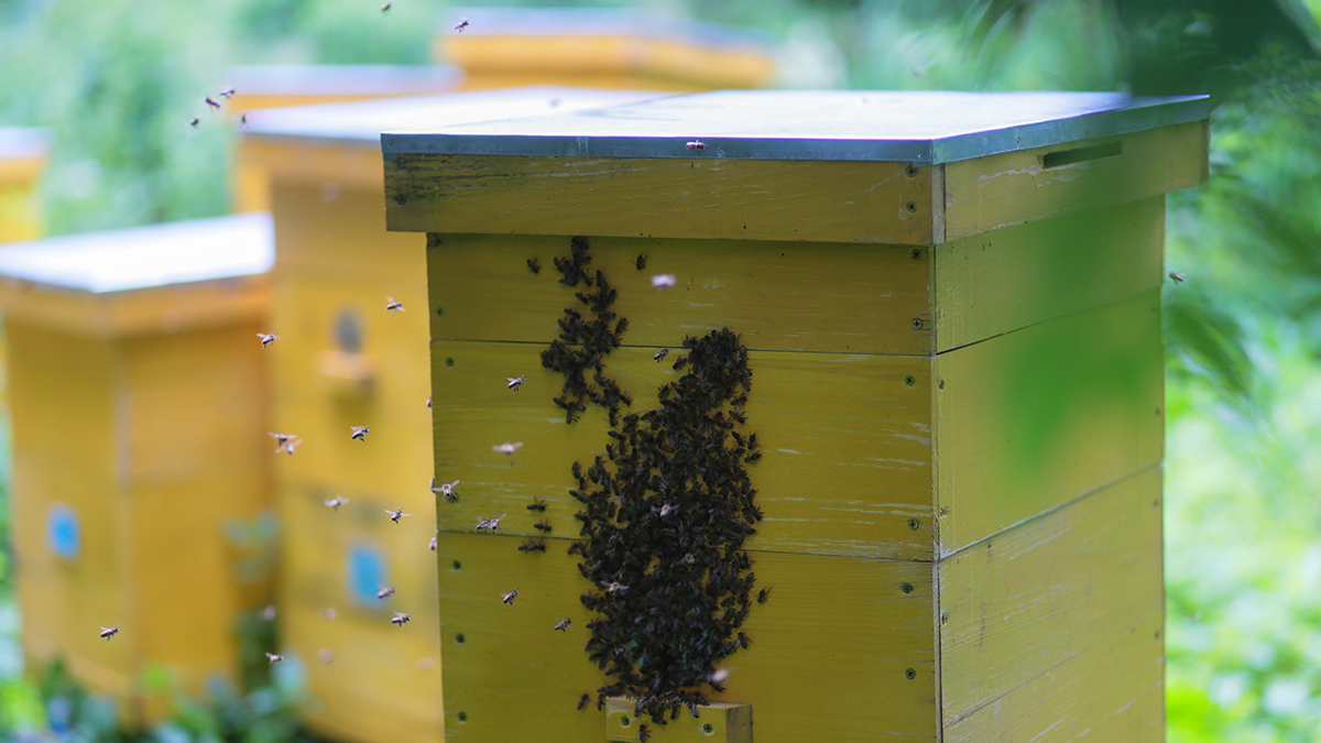 Специалисты провели подкормку пчел на городских пасеках