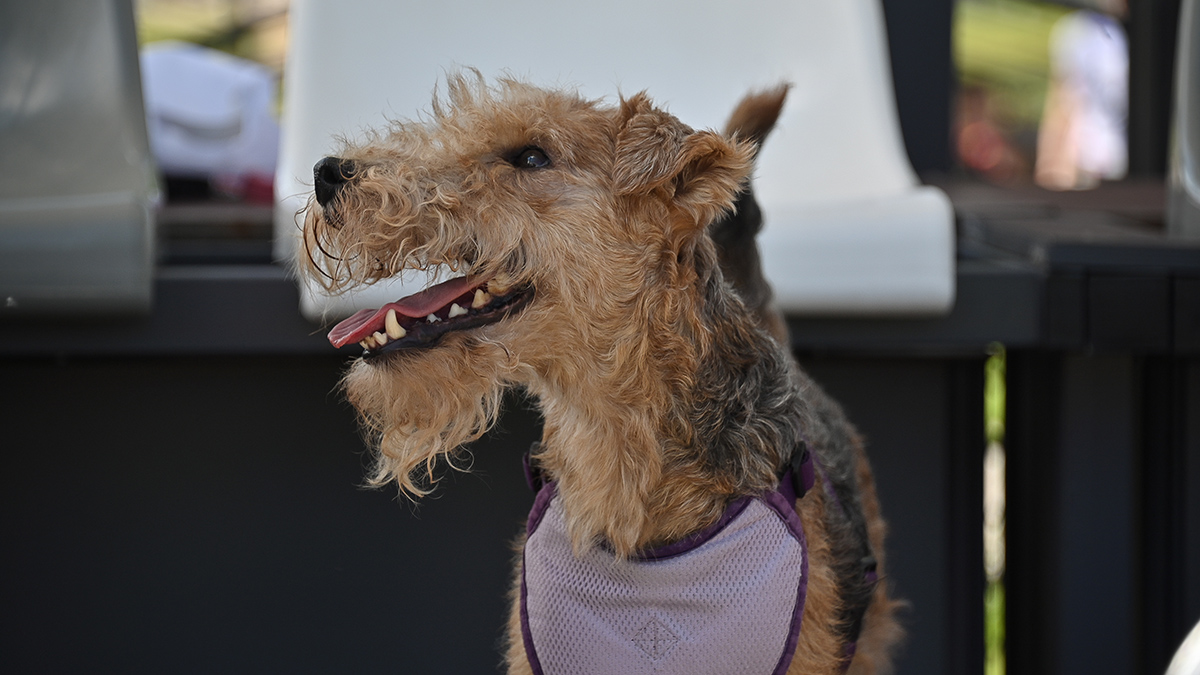 «Никогда не присвоят деньги»: в Нью-Йорке начались выборы почетного мэра-собаки