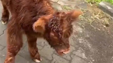 «Назвали Серкан Болат»: в филиале Московского зоопарка родился шотландский бычок 