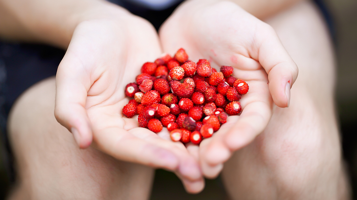 Горсть земляники