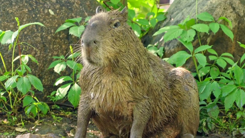 «Всегда приятно»: Московский зоопарк показал отдыхающую в луже капибару