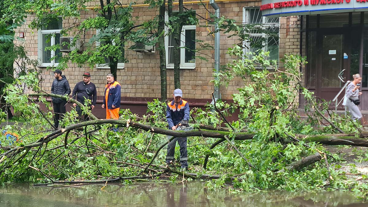 Два человека пострадали при падении деревьев во время урагана в Москве |  06.07.2024 | Москва - БезФормата