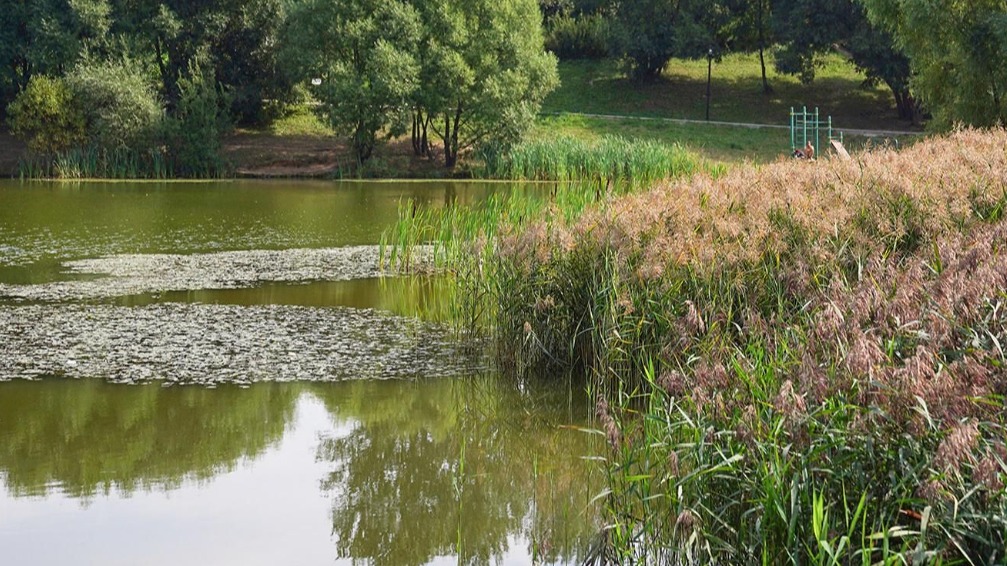 Работы по обновлению пруда Быково Болото начались в Зеленограде
