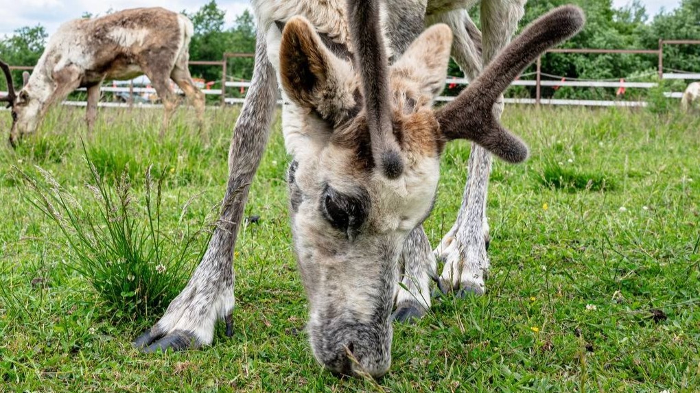 Пропавший во время шторма в Москве северный олень Афоня нашелся