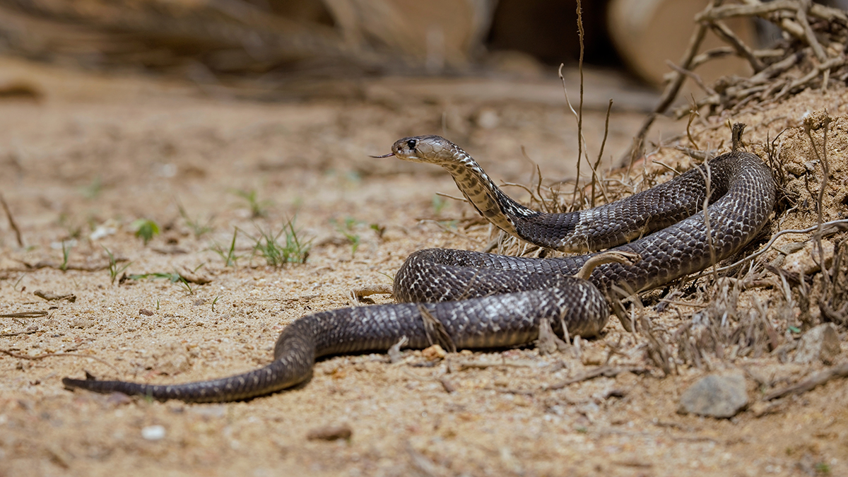 Кобра укусила девушку за руку в подмосковном парке