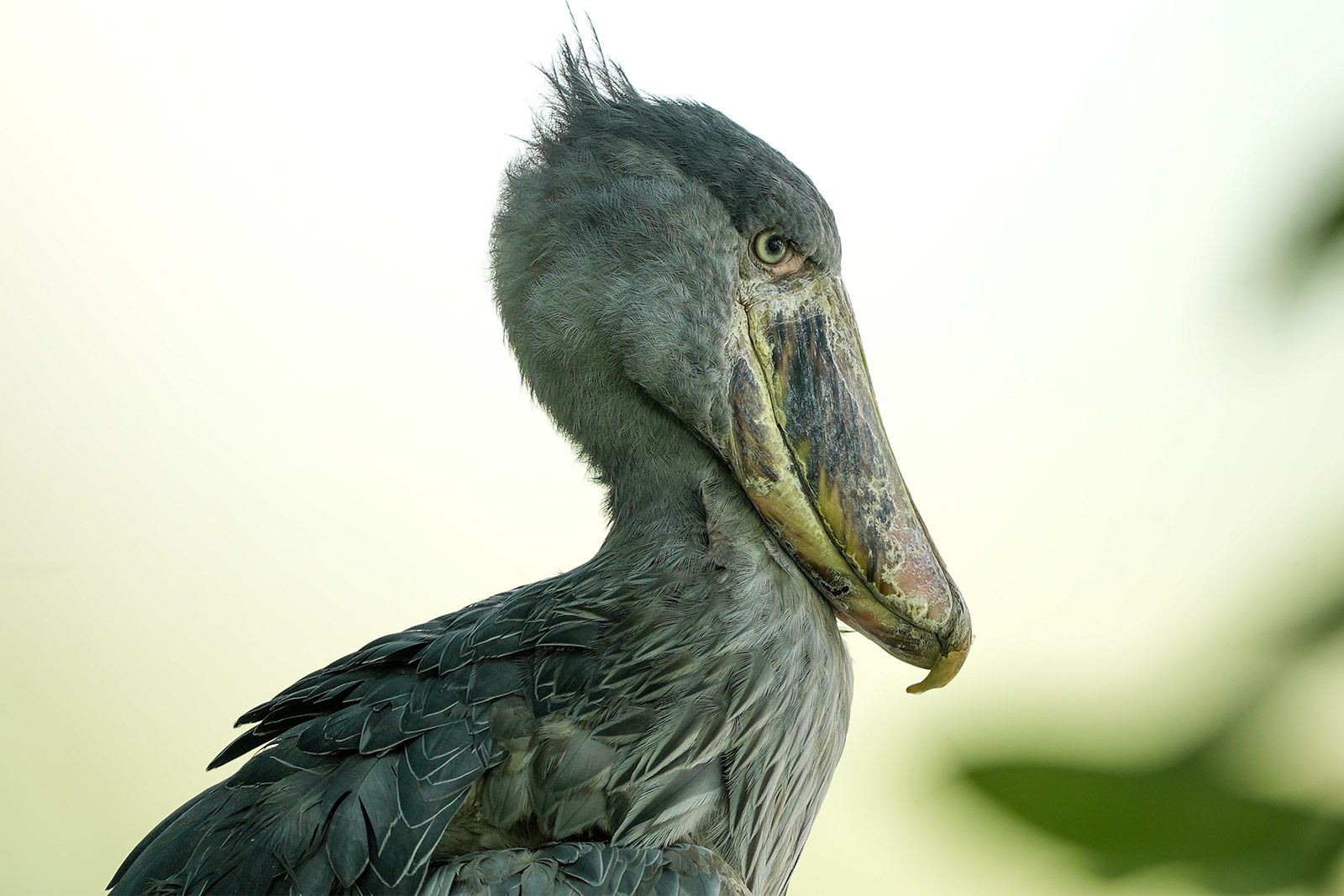 Вольер китоглавов открылся в Московском зоопарке