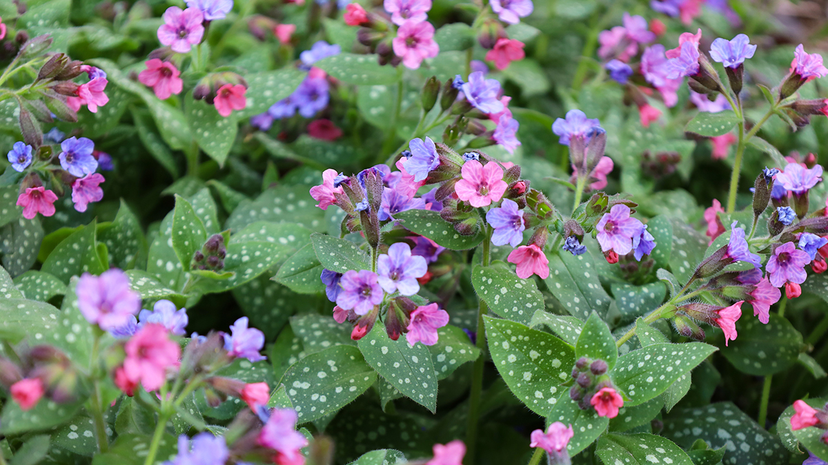 667d581282682c3a93b93de9 Народный календарь. Какие растения нужно собирать на Фомаиду, 26 апреля