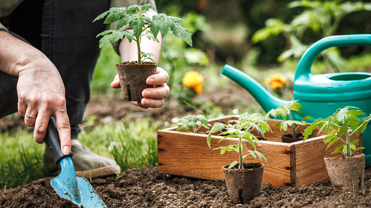 Почему снежная зима может стать причиной нашествия насекомых-вредителей на даче