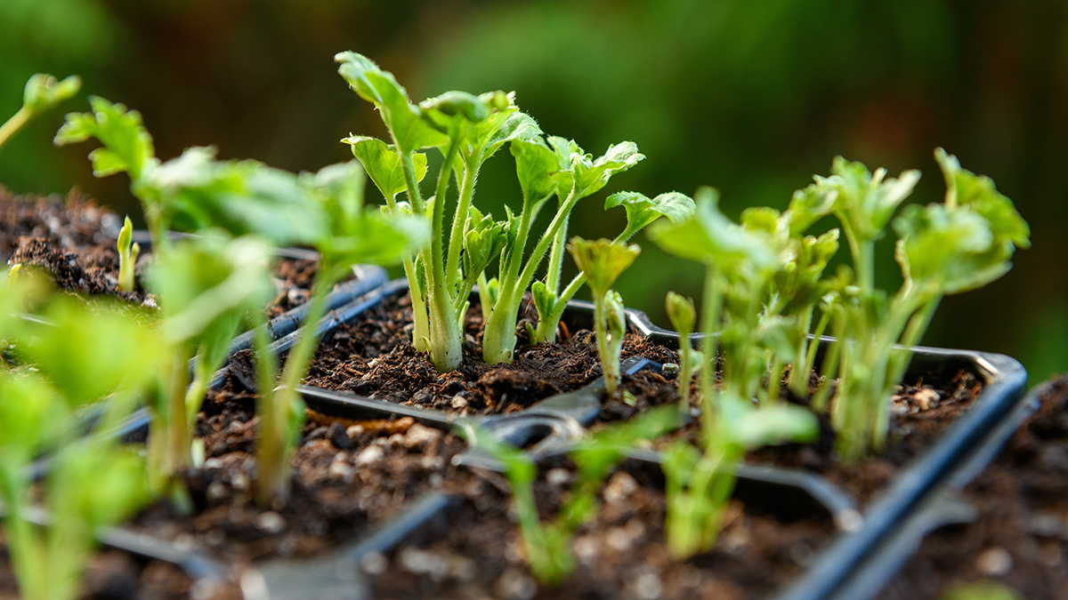 Какую рассаду для огорода нужно посадить до весны
