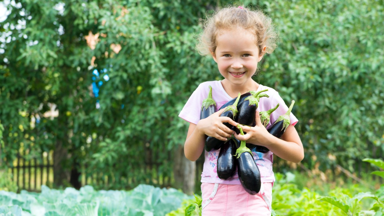 «Страшные обжоры»: как правильно выращивать баклажаны