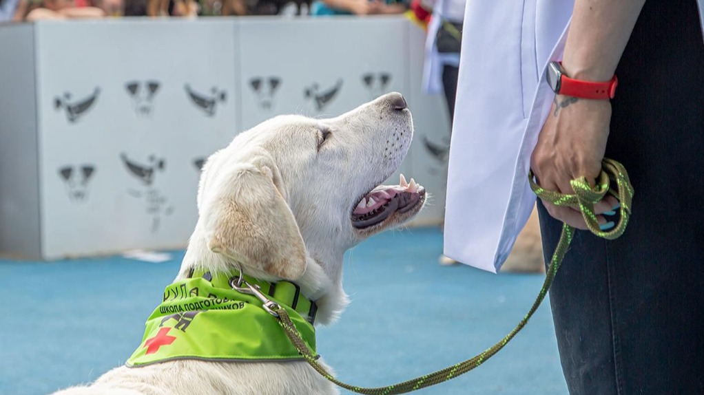 «Лето в Москве»: в Гольянове пройдут выступления собак-поводырей