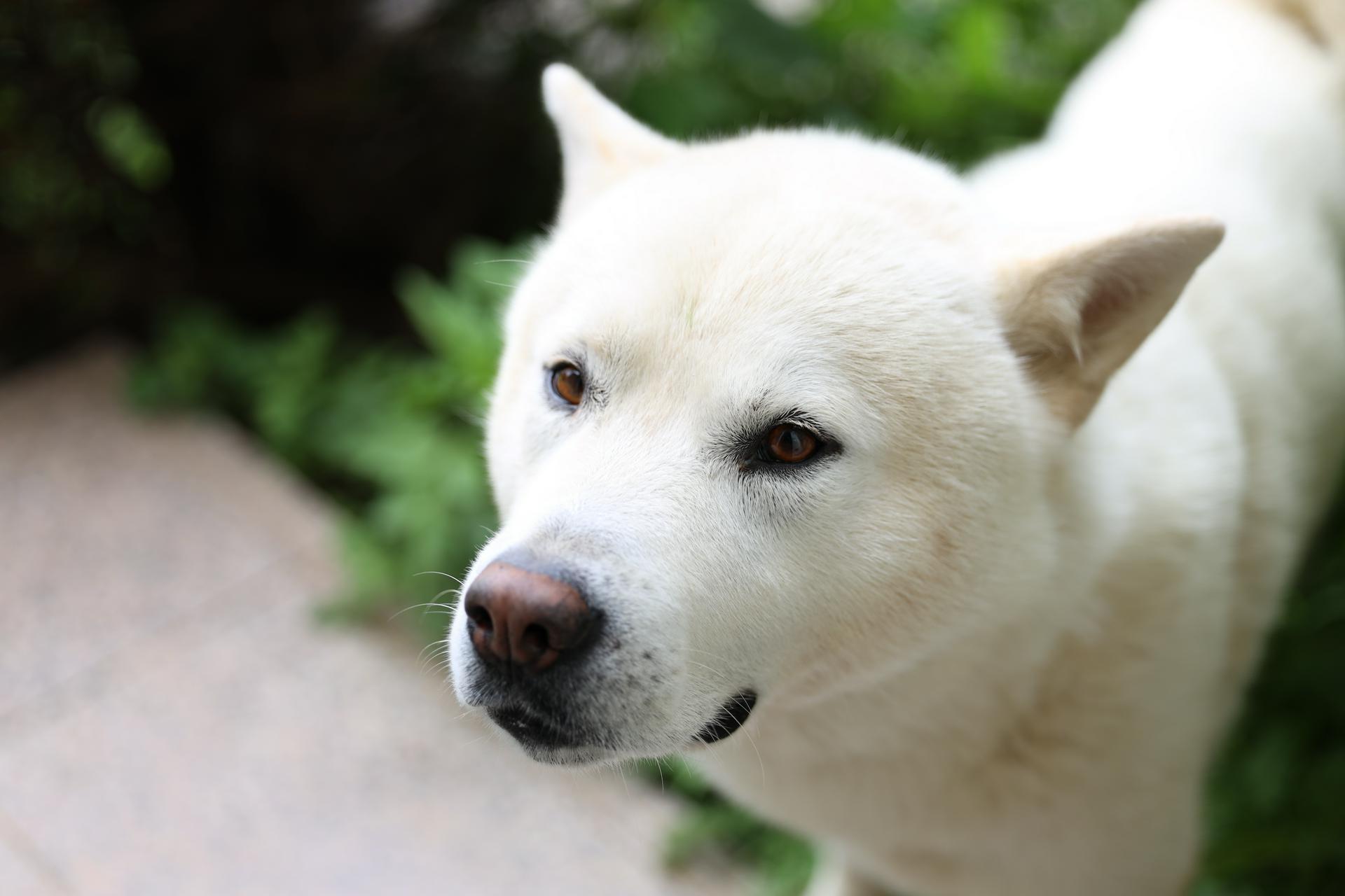 «Охотники на тигров»: эксперт рассказал о подаренных Путину корейских собаках