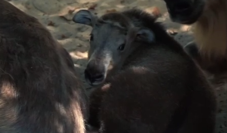 «Наименее изученный вид»: детеныш сычуаньского такина родился в Московском зоопарке