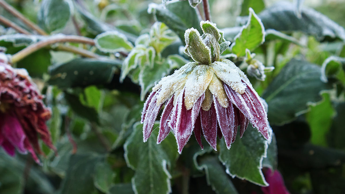 МЧС предупредило о ночных заморозках в Подмосковье 6 сентября