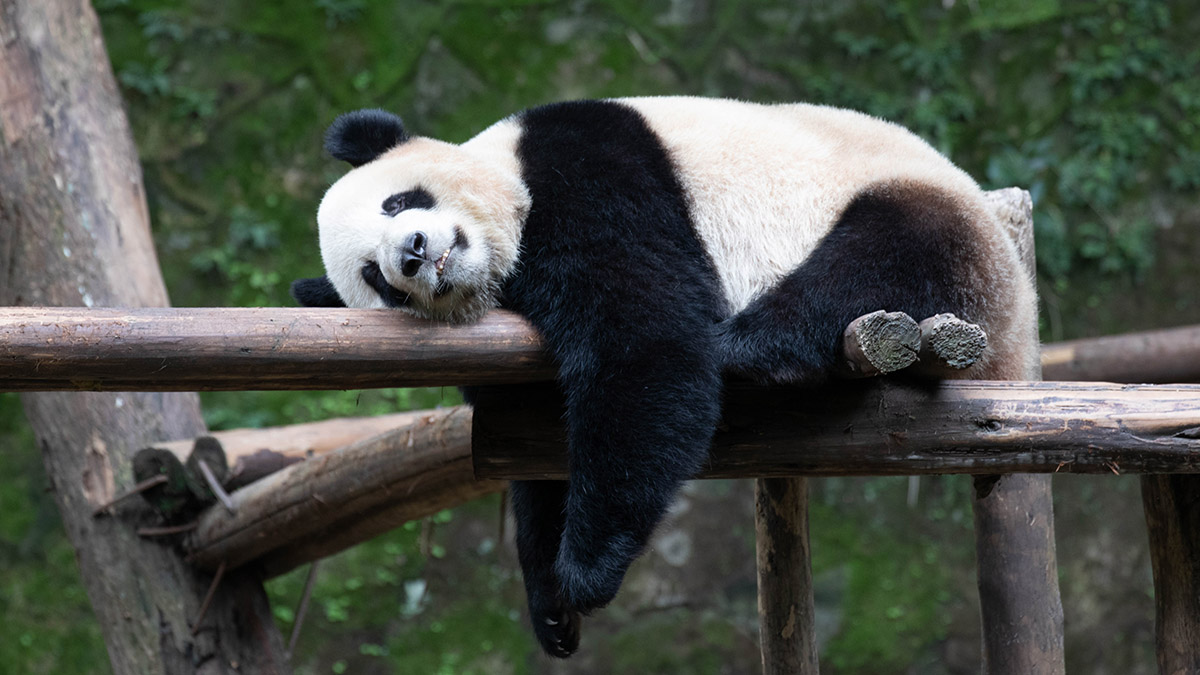 Зрителей трансляций из Московского зоопарка приглашают пройти викторину о пандах
