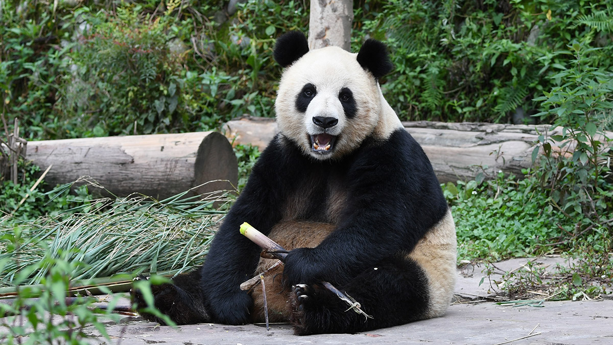 Панда Катюша стала жить в Московском зоопарке отдельно от мамы