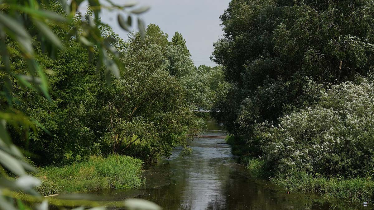 Территория будущего: москвичам расскажут о реабилитации столичных водоемов