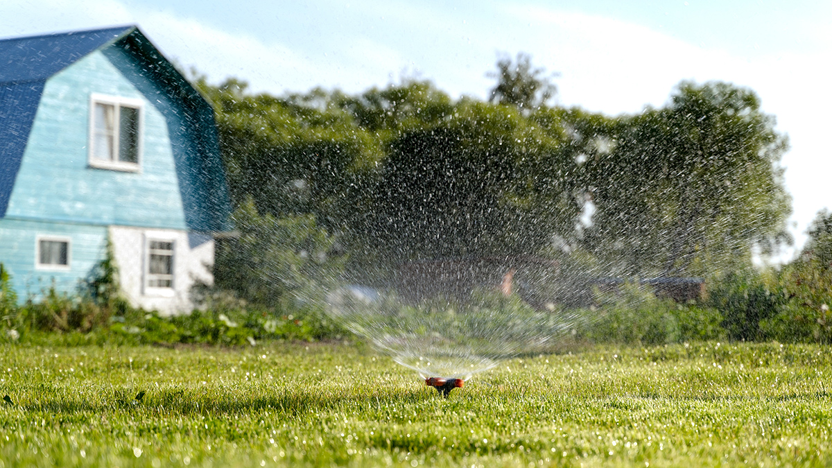 Какие растения нужно поливать чаще остальных