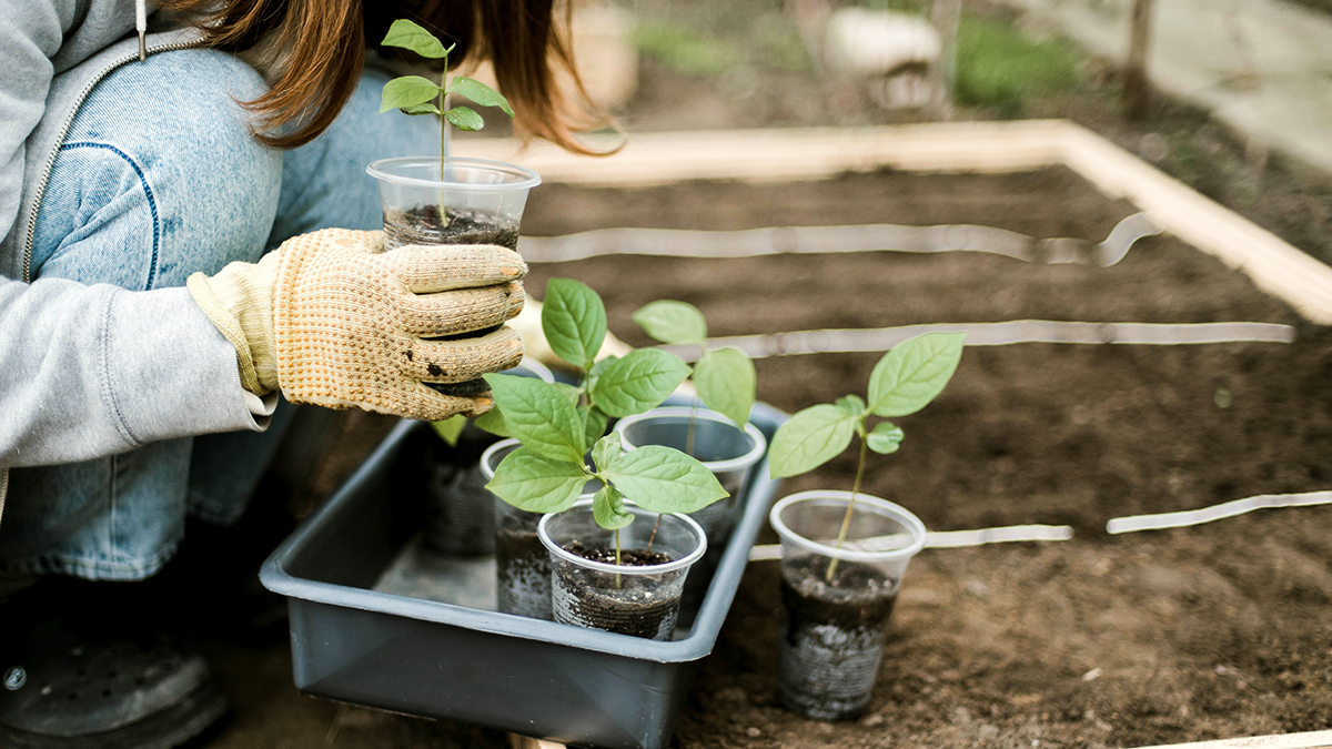  Как спасти растения от апрельского холода