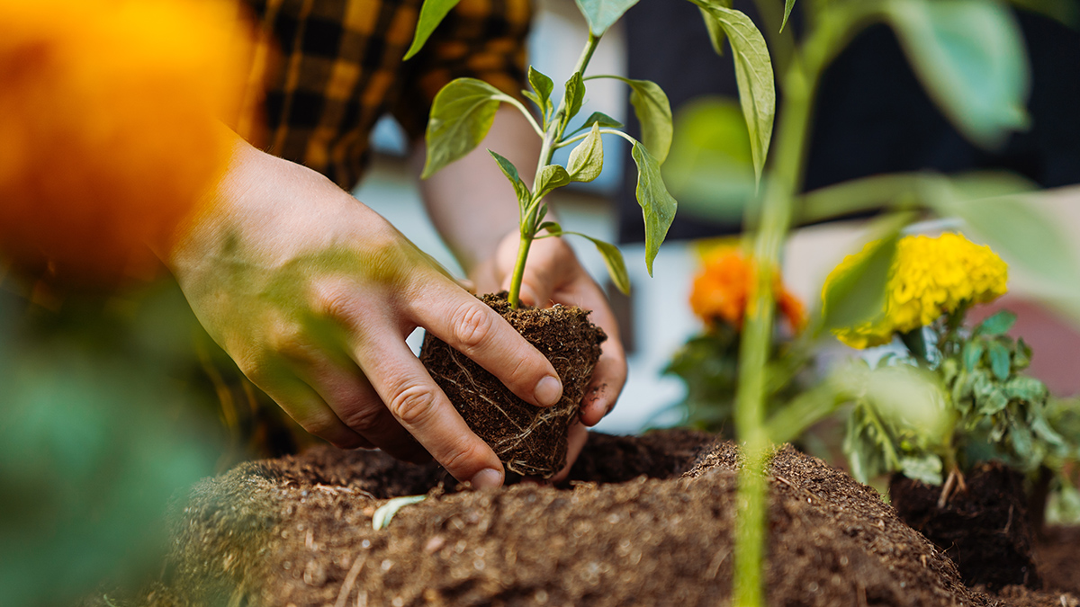 Календарь садовода на 2026 год
