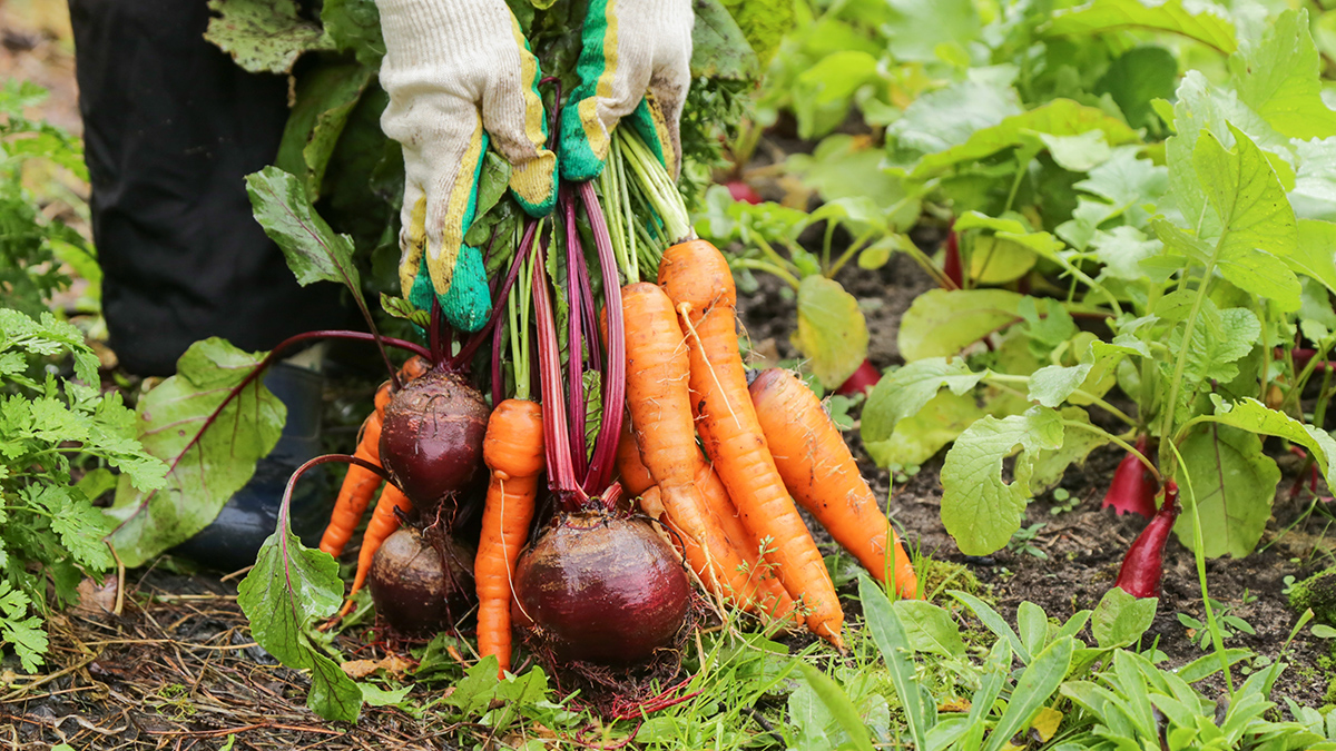 Осенний конкурс «Московский урожай» проходит с 3 по 30 сентября