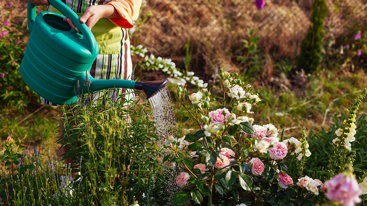 Опасные сорняки, от которых нужно спасать огород