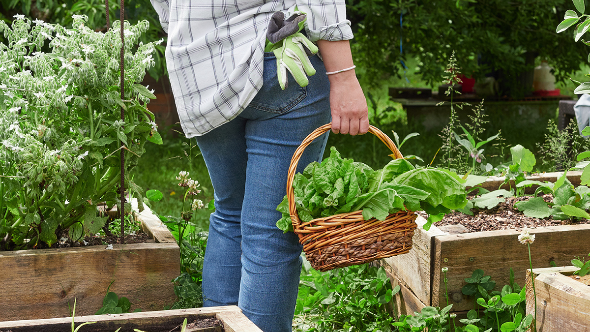 Как восстановить почву на участке