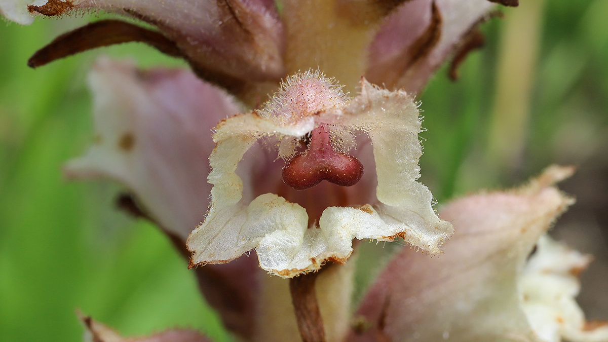 Занесенный в Красную книгу цветок-паразит нашли под Новосибирском