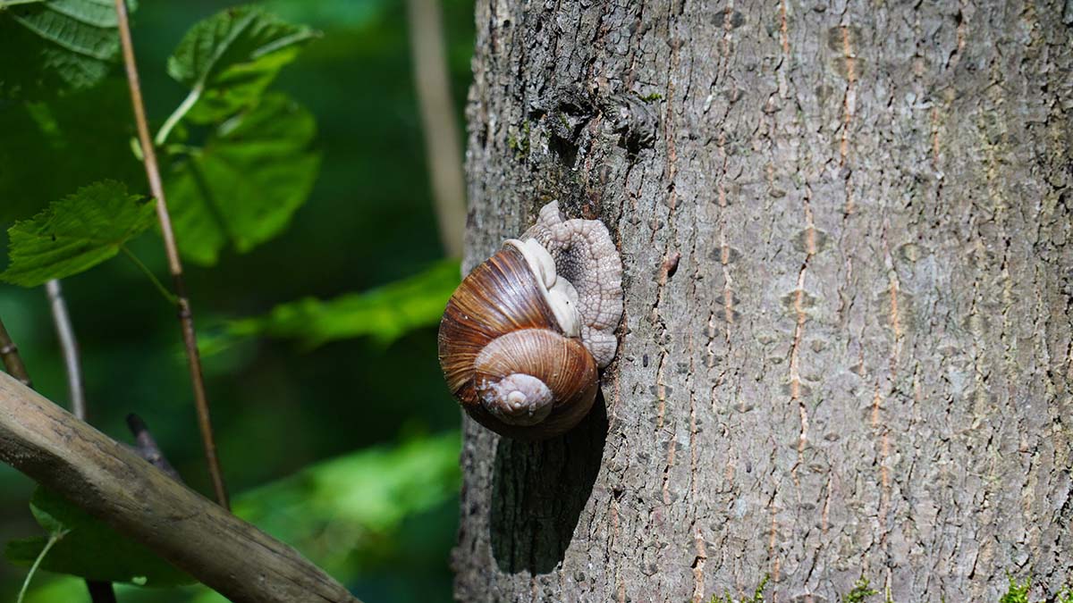 Французские улиточные и устричные фермы берут под охрану перед праздниками