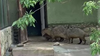 «Покинули лужайку»: Московский зоопарк показал обеспокоенных грозой капибар