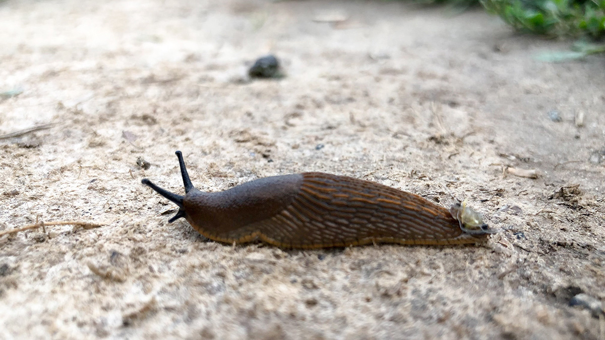 Испанские слизни: чем опасны, как вывести