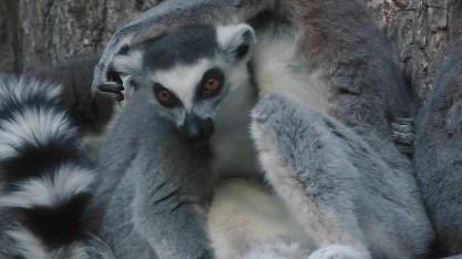 «Очень социальные»: Московский зоопарк рассказал об особенностях кошачьих лемуров 