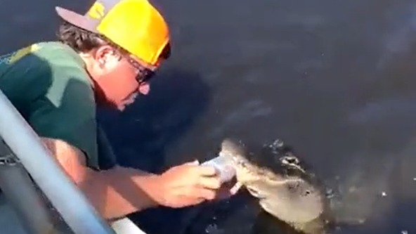 Американец открыл банку пива зубами живого аллигатора, приманив его к лодке