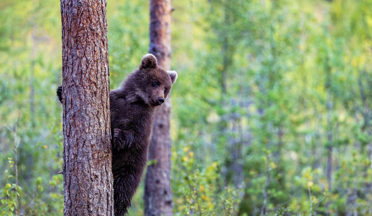 Полицейские спасли медвежонка, который запутался в рыболовных сетях