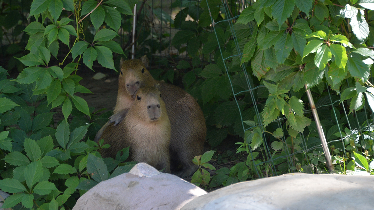 Дефицит капибар возник в российских зоопарках