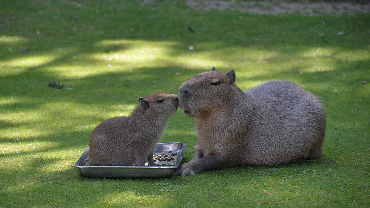 В столичном зоопарке раскрыли пол девятого детеныша капибары