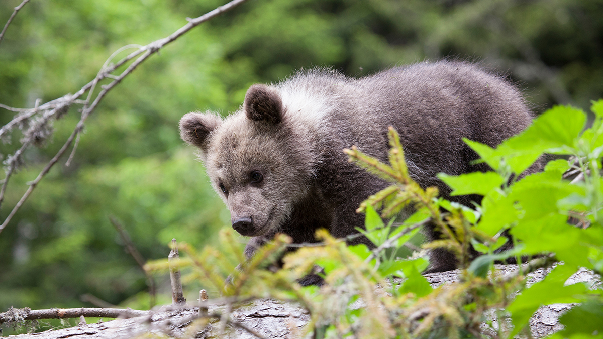 В Московском зоопарке рассказали о новых успехах малайского медвежонка (видео)